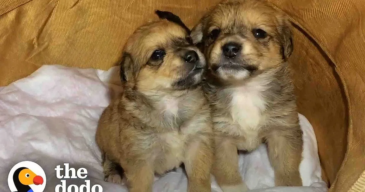 Abandoned Puppies Found in a Box in Need of Loving Homes