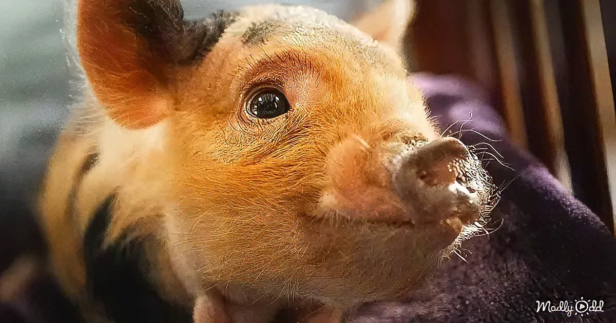 A close-up of a small, fluffy, orange and black animal with large ears and a curious expression.