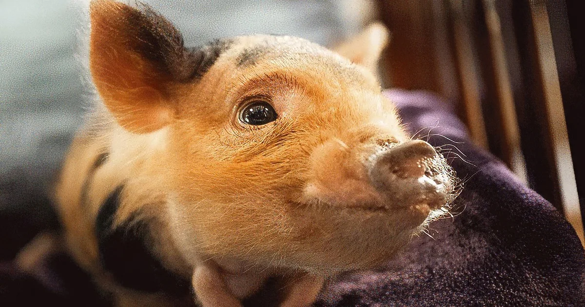 Sweet Piggy Meets a New Dad Who Changed His Life