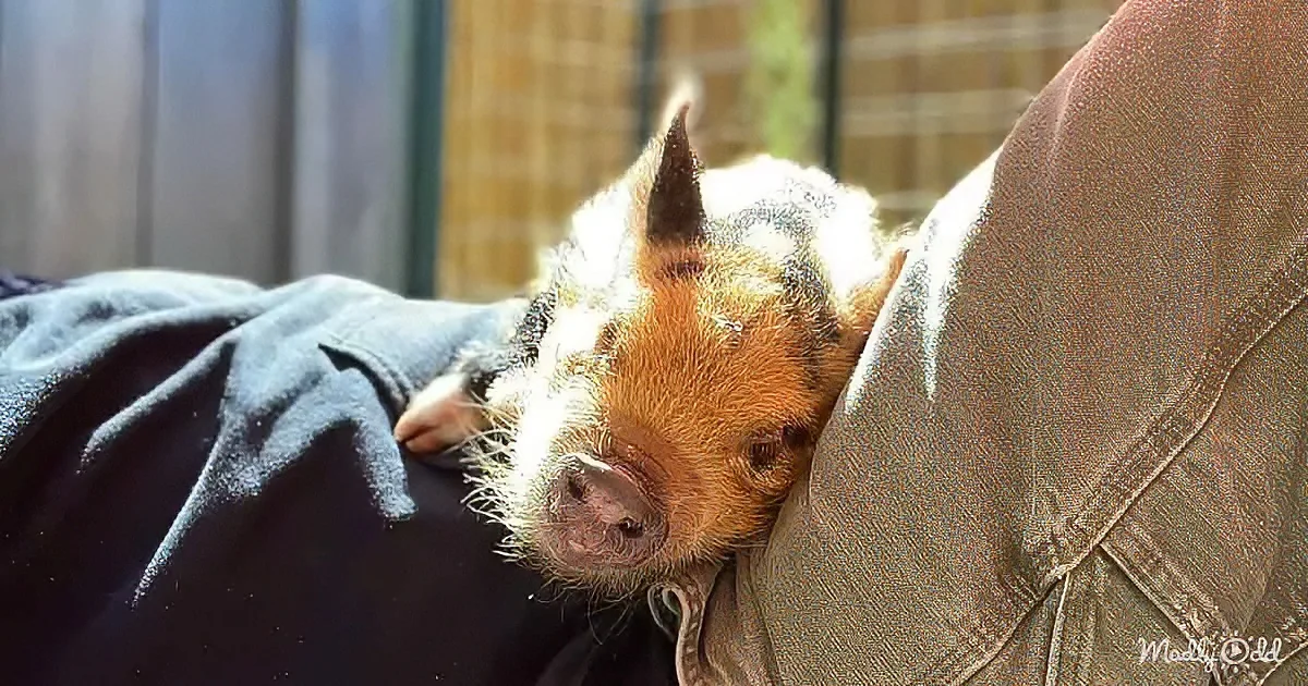 A small, fluffy, orange and white animal, possibly a baby piglet, is nestled between two people's arms.
