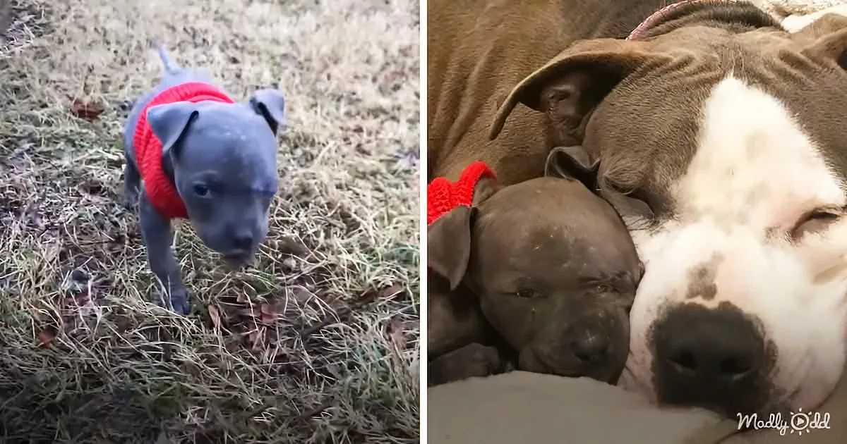 Tiniest Orphan Puppy Rescues Depressed Mama Dog