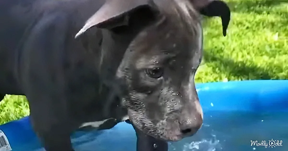 A wet black dog stands in a blue kiddie pool, looking slightly to the side with a calm expression.