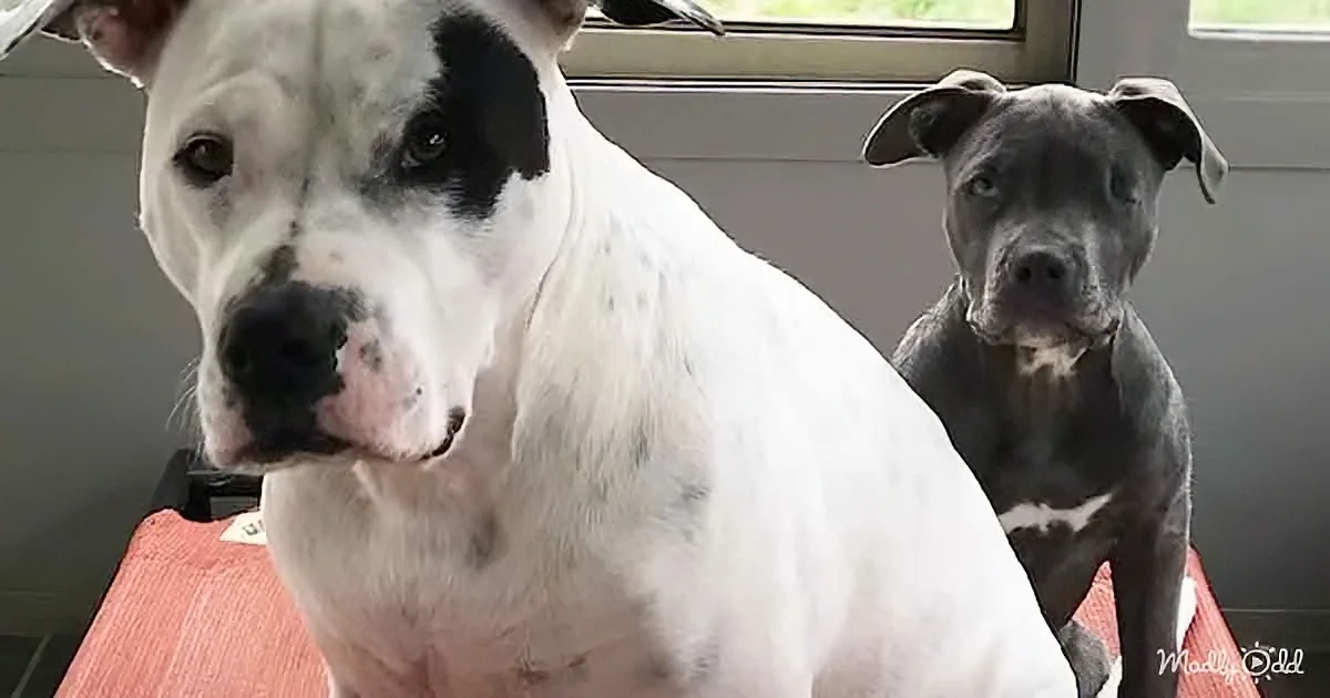 A white dog with black markings sits on a red surface, with a smaller black dog behind it, both looking forward.