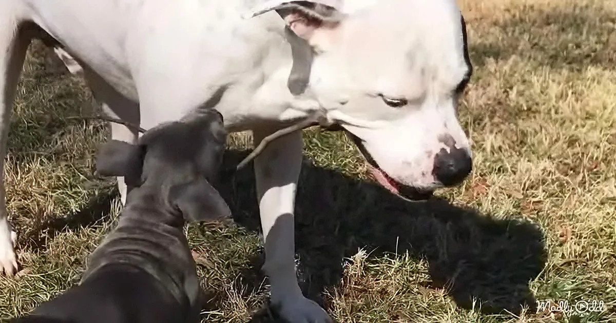 A white dog nuzzles a black puppy on grass, with another black puppy nearby.