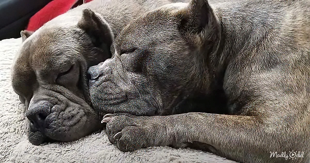 Two large, gray dogs rest closely together, one nuzzling the other's head.