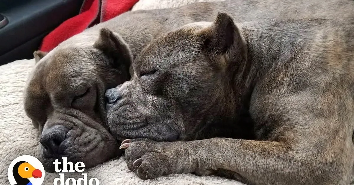 Two pit bulls cuddle in a cozy blanket, one wearing a yellow vest, while a man holds them both, smiling.