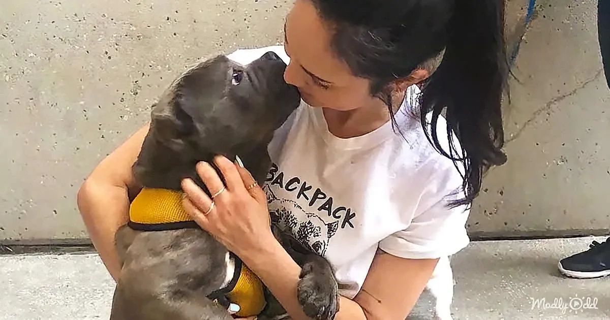 A woman holds a small black puppy wearing a yellow vest, both appear content.