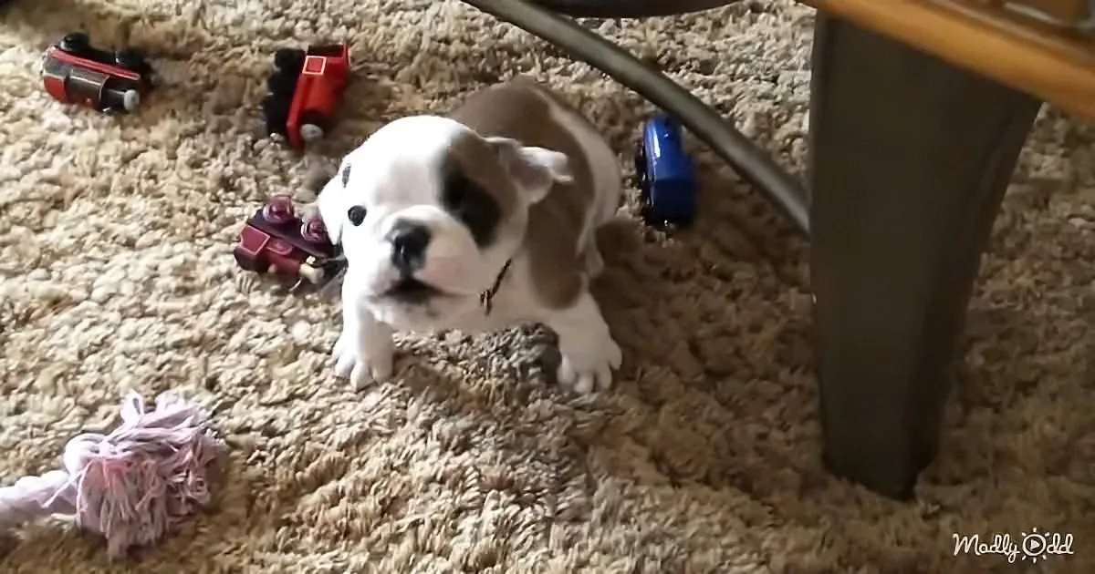 Bulldog Puppy's Hissy Fit Would Melt Anybody's Heart