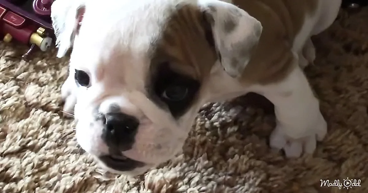 A cute puppy with a white and brown face rests on a textured carpet, looking directly at the camera.