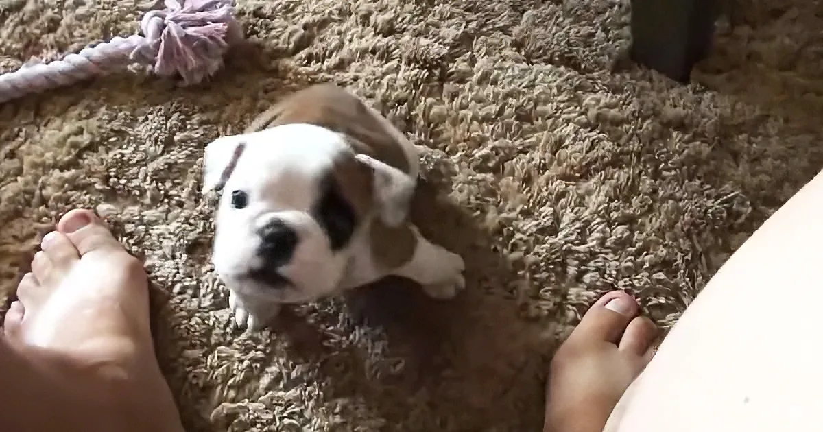 A small white and brown puppy sits on a carpet, looking up at a person's feet.
