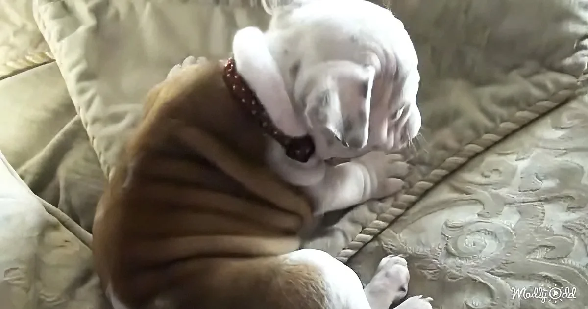 A wrinkly, white and brown dog with a red collar is lying on a beige couch, appearing to be asleep or resting.