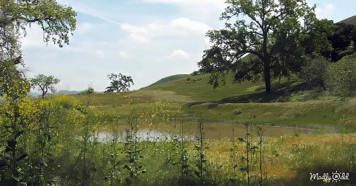 A serene landscape with a pond, green hills, and scattered yellow flowers under a partly cloudy sky.
