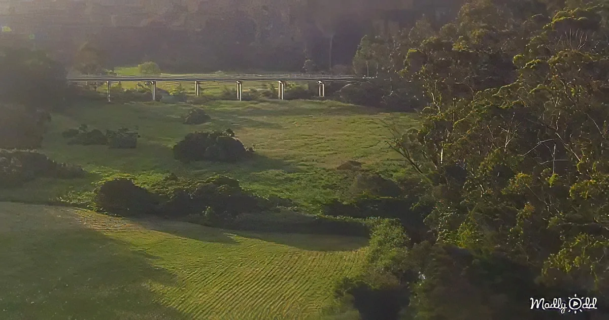 A serene landscape with a bridge spanning a lush green field surrounded by dense trees.