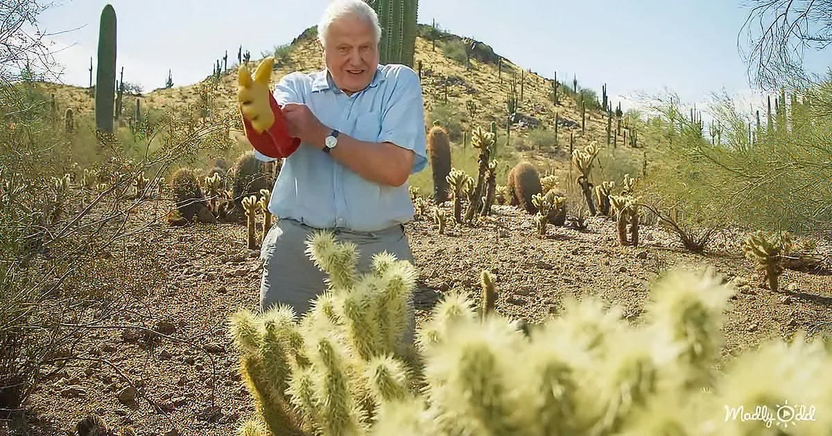 A man in a desert environment, wearing gloves, stands amidst various cacti and shrubs.
