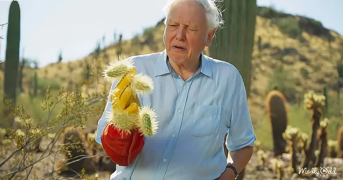 An older man in a light blue shirt holds a cactus in a desert setting with cacti and hills in the background.