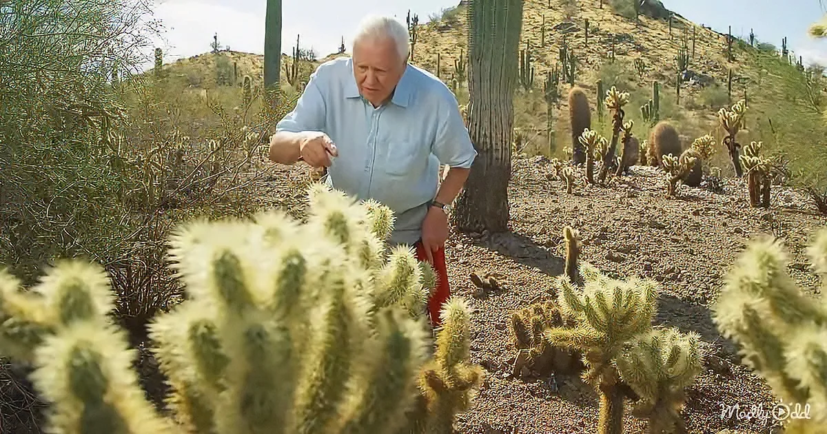 An older man in a light blue shirt and red pants stands amidst a desert landscape filled with cacti and other desert...