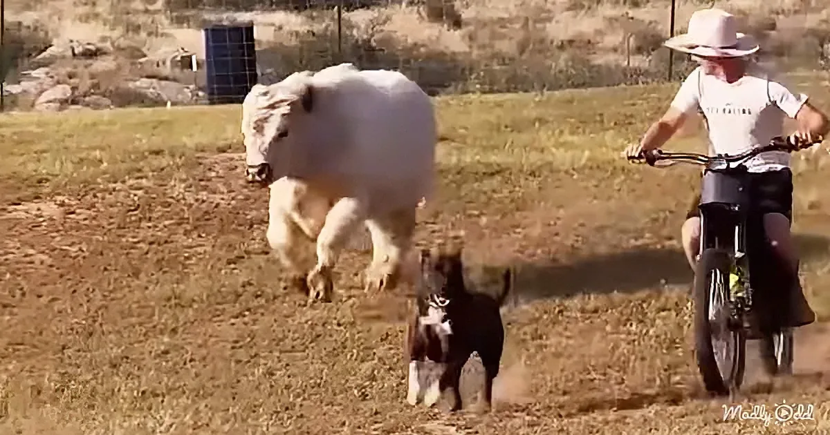 A cow jumps over a dog while a man on a bike watches in a field.
