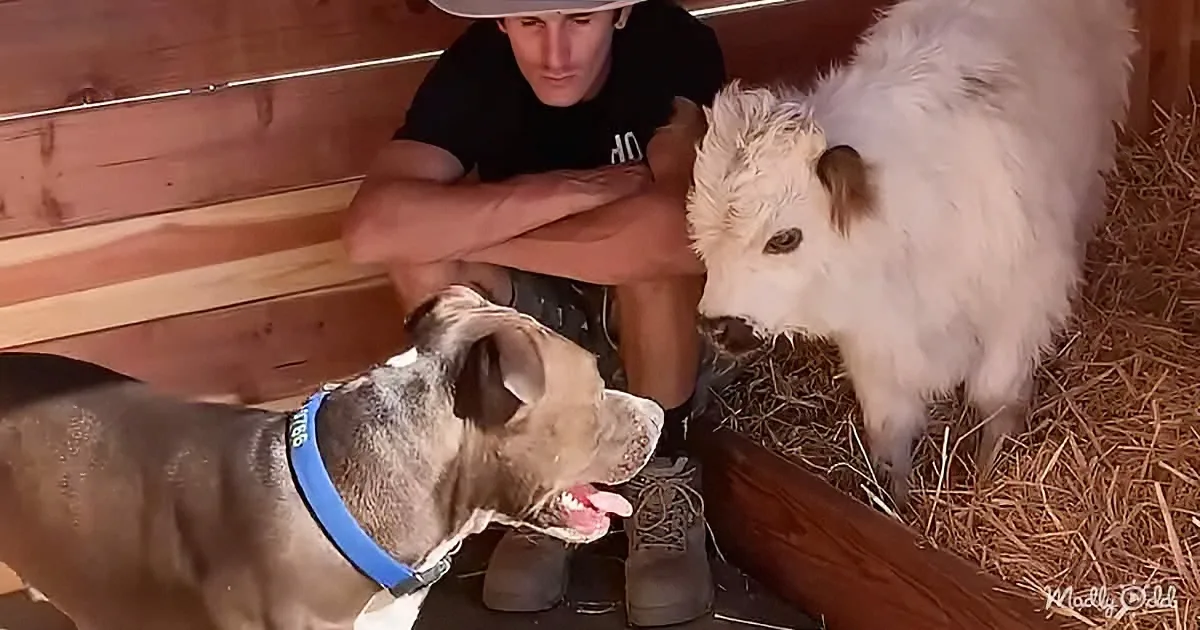 A dog and a baby goat interact near a man in a barn, with hay and wooden walls surrounding them.