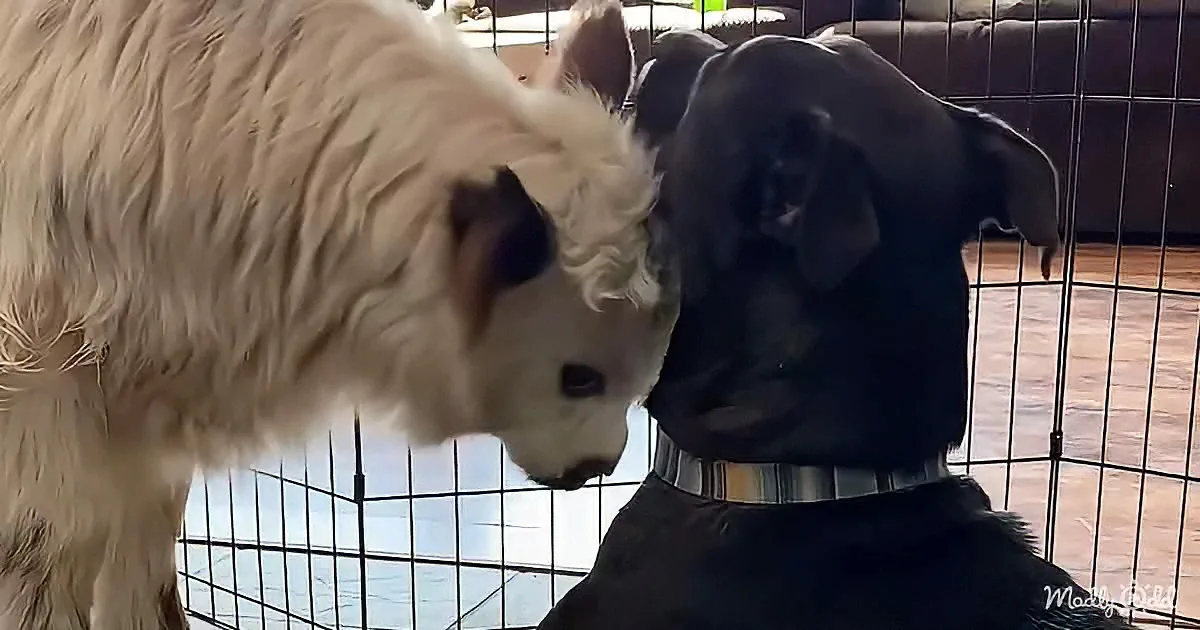 A white dog and a black dog are facing each other, seemingly interacting in a cage.