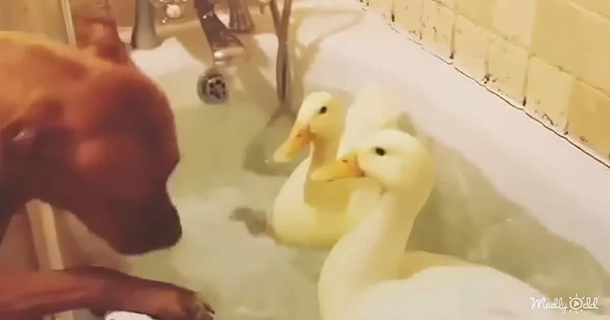 A dog is washing two white ducks in a bathtub with soapy water.