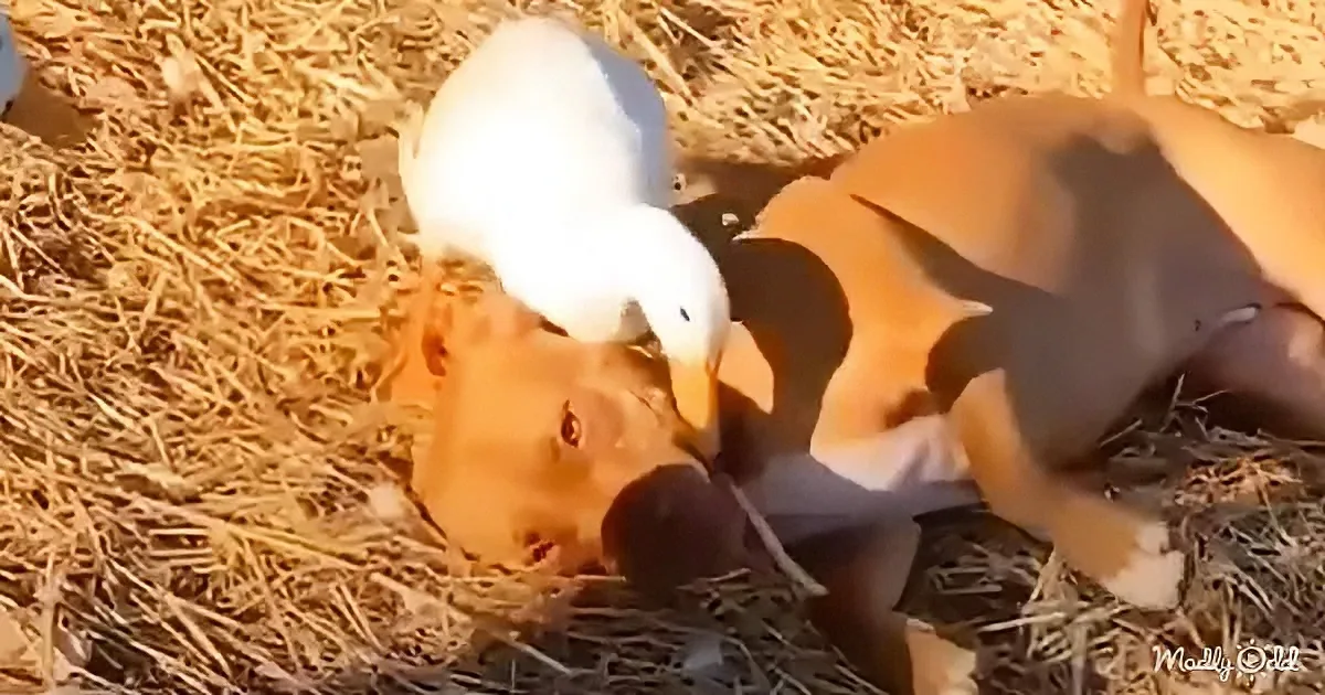 A duck pecks at a dog's head while lying on straw.
