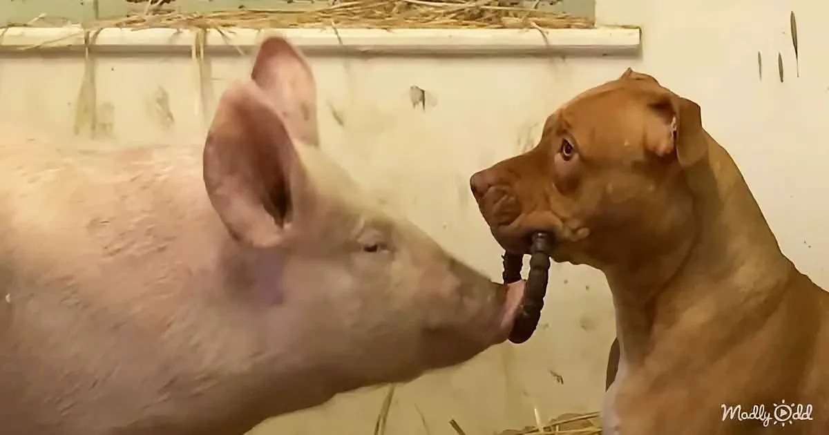 A pig and a dog share a tender moment, their noses almost touching.