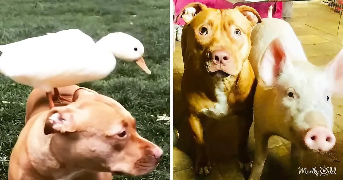 Precious Pittie Becomes a Mother for All Rescue Pigs and Ducks