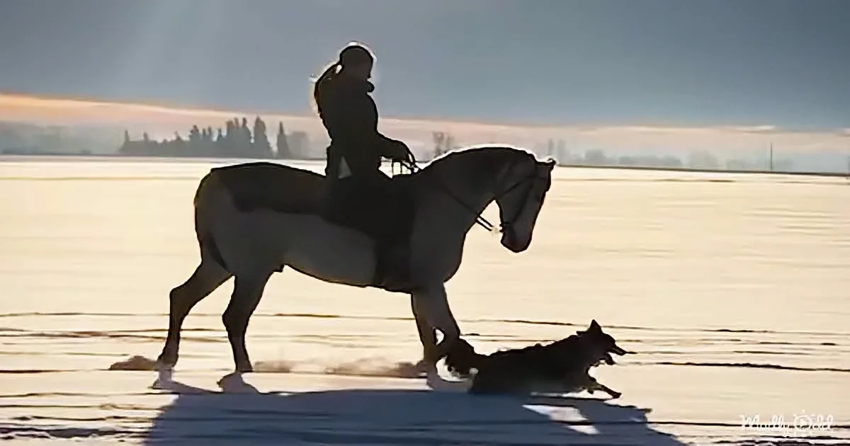 A person rides a horse in a snowy landscape, accompanied by a dog.