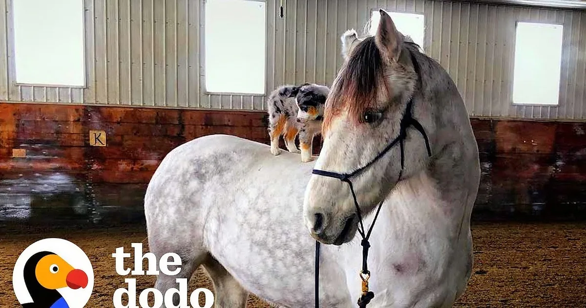 Fun-Loving Dog Rides on His Favorite Horse Buddy Every Day