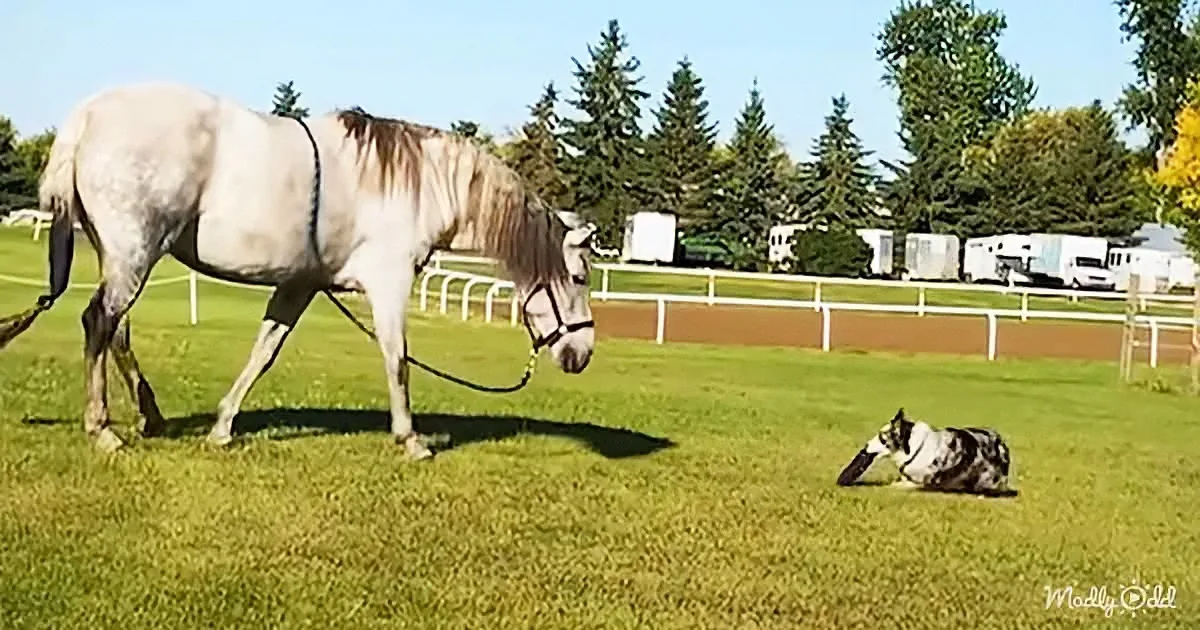 A white horse on a leash stands near a resting dog on a grassy field with trees and trailers in the background.