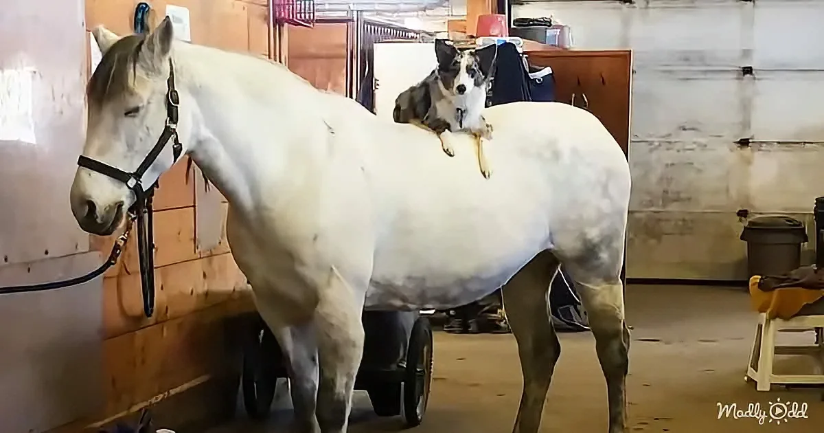 A white horse stands in a stable with a dog perched on its back.