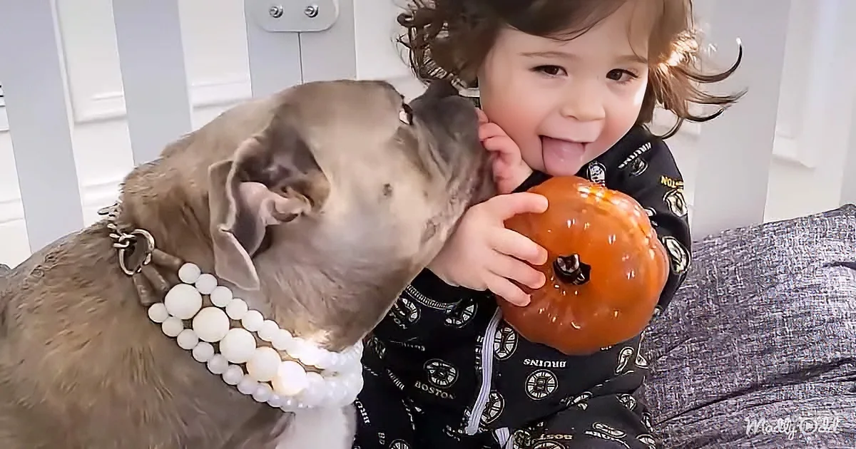A child in pajamas holds a pumpkin while a dog with a pearl necklace sniffs it.