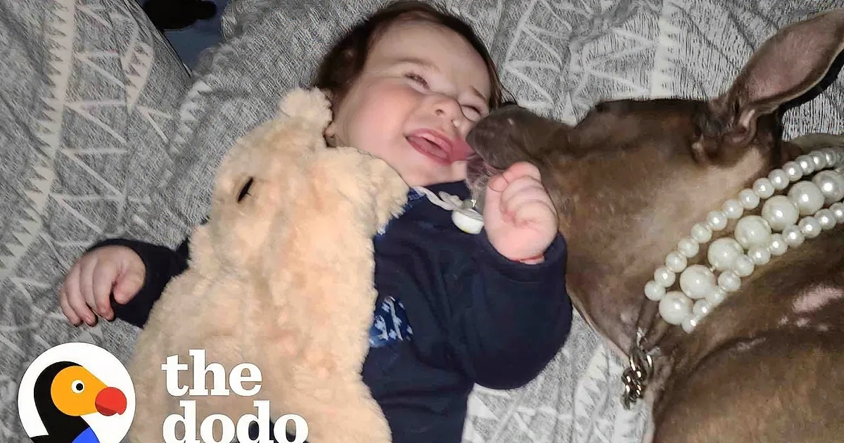 Throwaway Pittie Mama Becomes Baby Brother's Bff