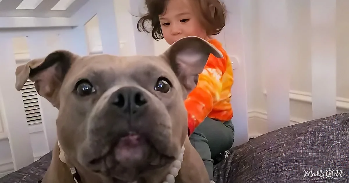 A large, light brown dog with a white collar sits on a couch, looking up, while a child in an orange tie-dye shirt sits...