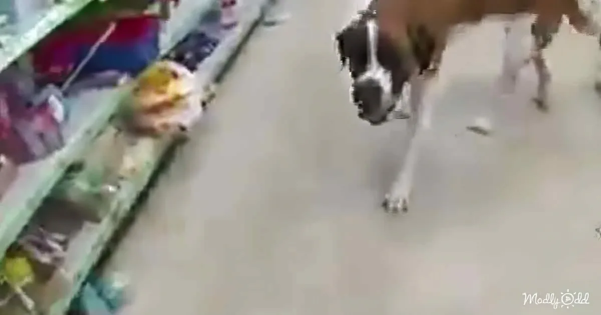 A dog stands on a concrete floor near a colorful, blurred background with a person sitting.
