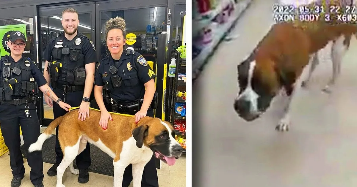 A 135-Pound Dog Decides to Shop at a Dollar Store