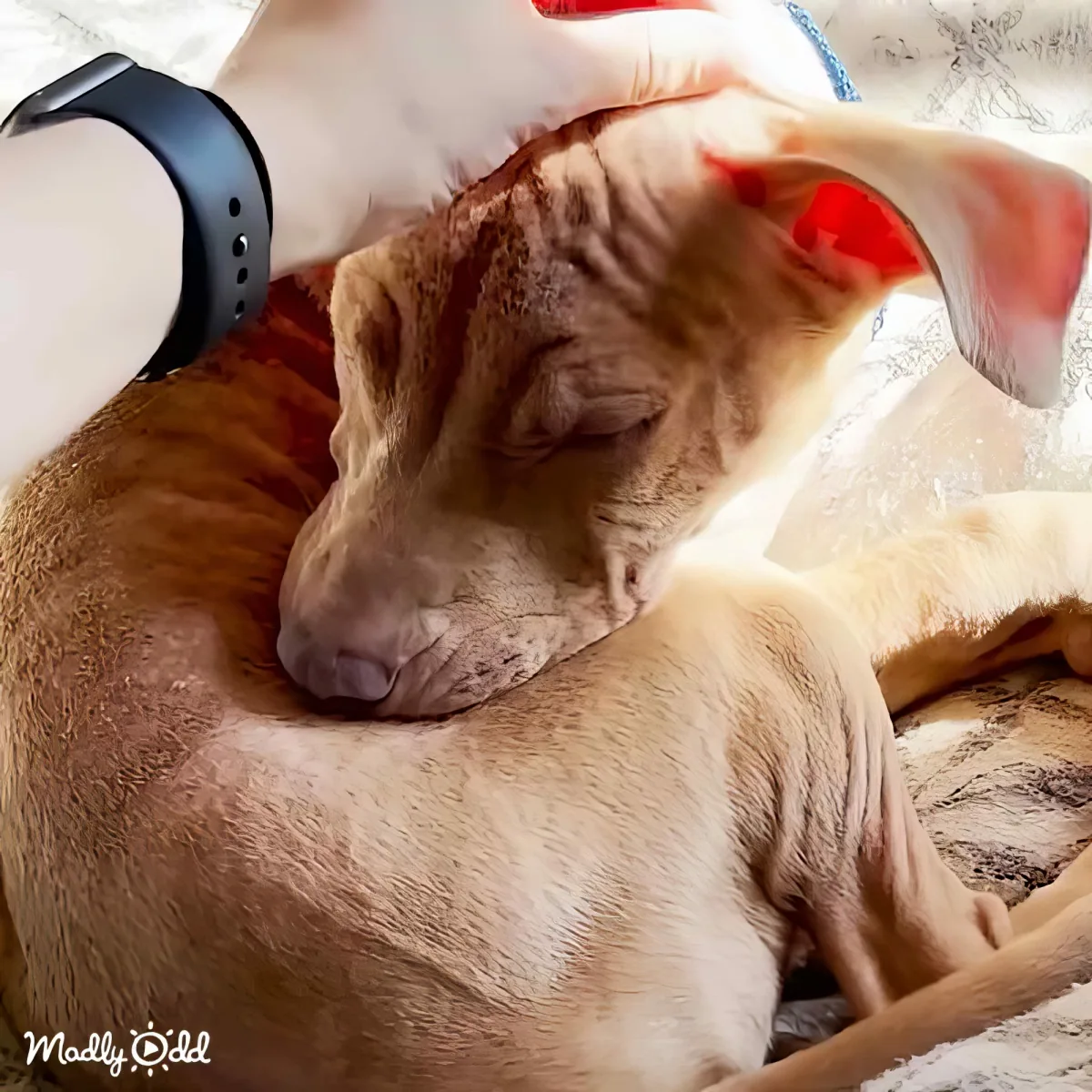 A light brown dog with floppy ears is lying down, appearing relaxed and comfortable.