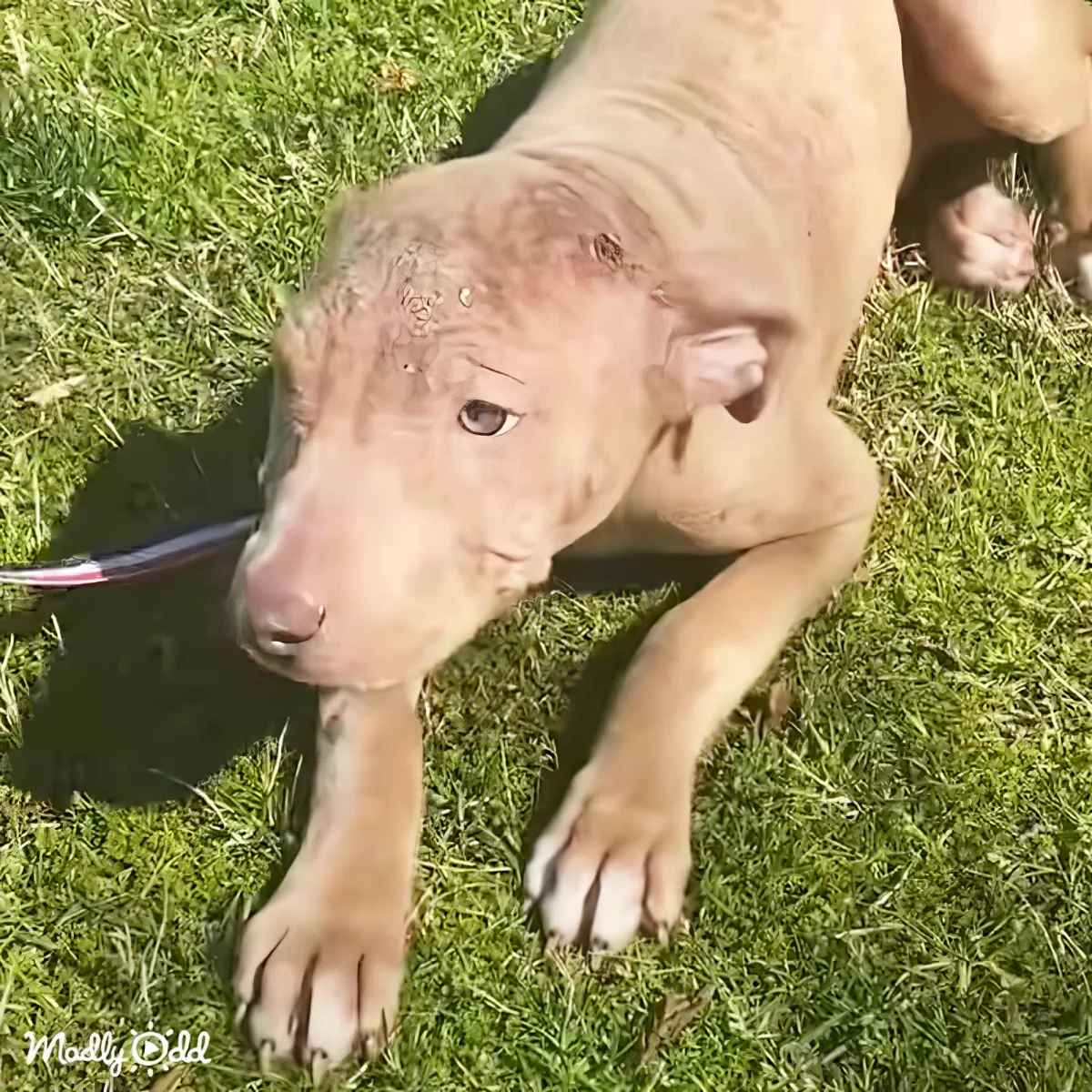 A light brown puppy with a pink nose and white paws stands on green grass, looking to the left.
