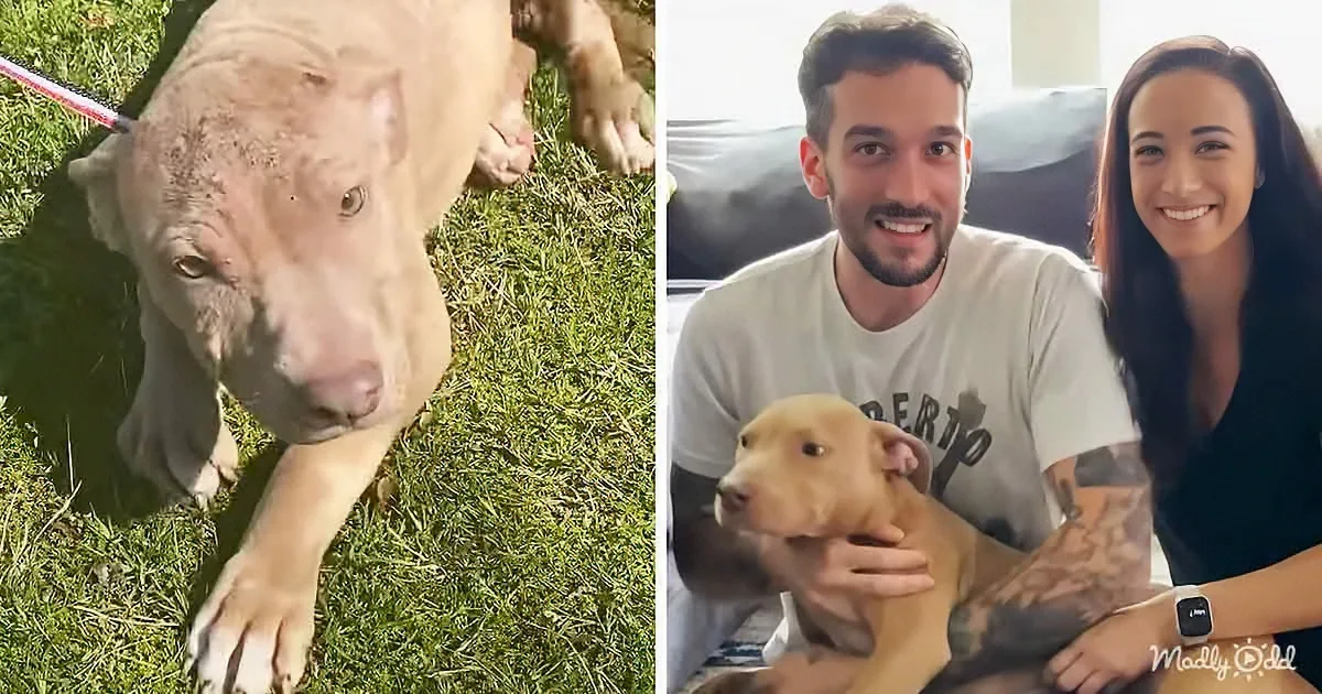 Foster Brother Transforms Timid Pittie Into a Totally Adorable Sweetie