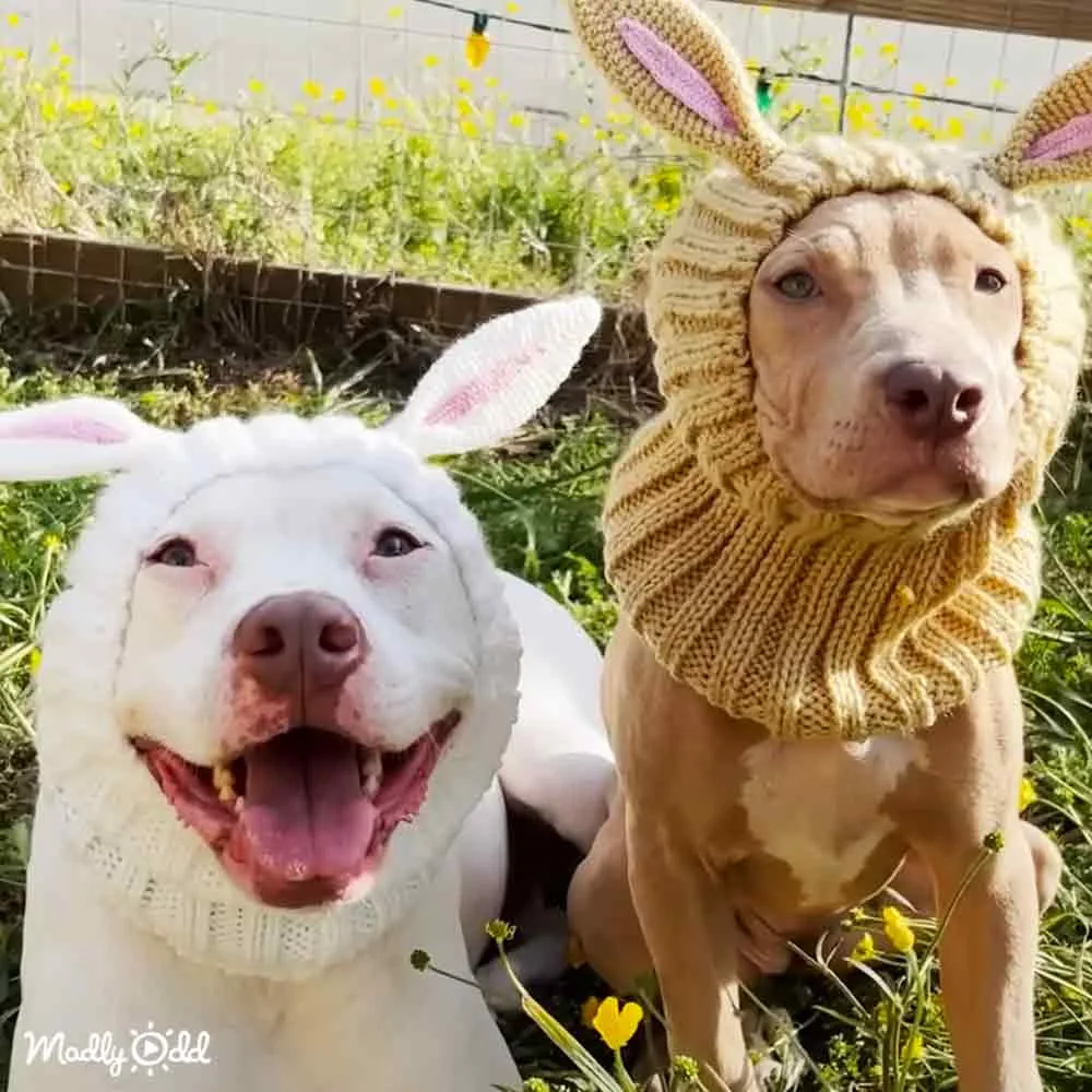 Two dogs in bunny costumes sit in a grassy area with yellow flowers and a fence in the background.
