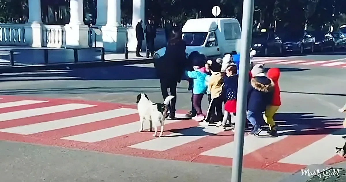 Kindest Stray Pup Helps Kids Cross the Street Every Day