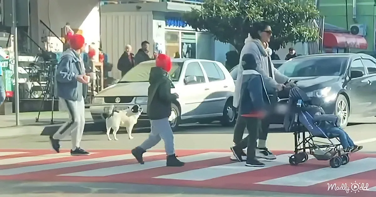 Stray pup helps kids cross the street