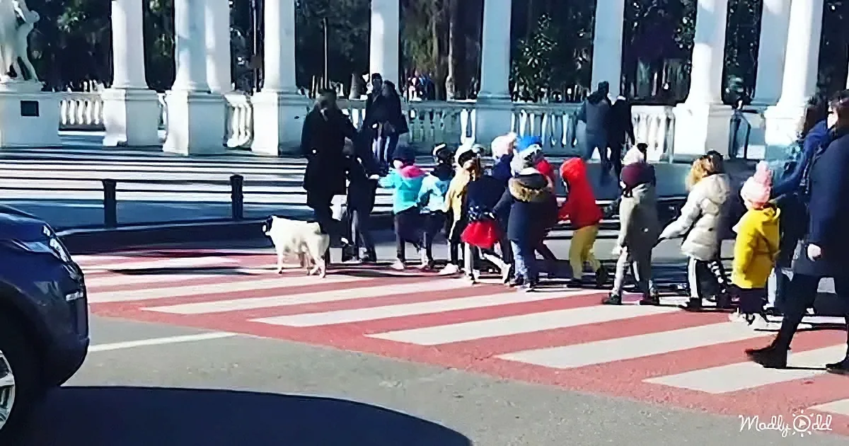 Stray pup helps kids cross the street