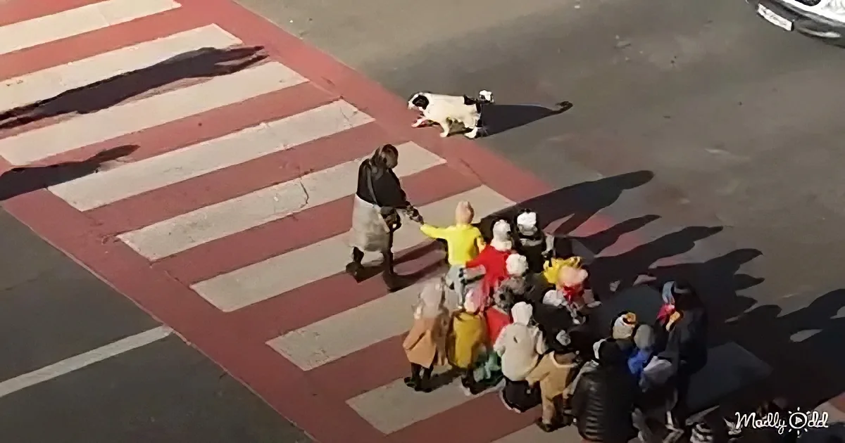 Stray pup helps kids cross the street
