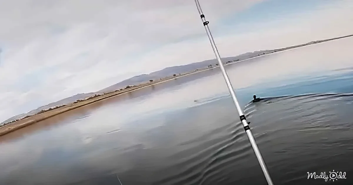 A fishing rod extends over calm water, with a distant shoreline and cloudy sky in the background.
