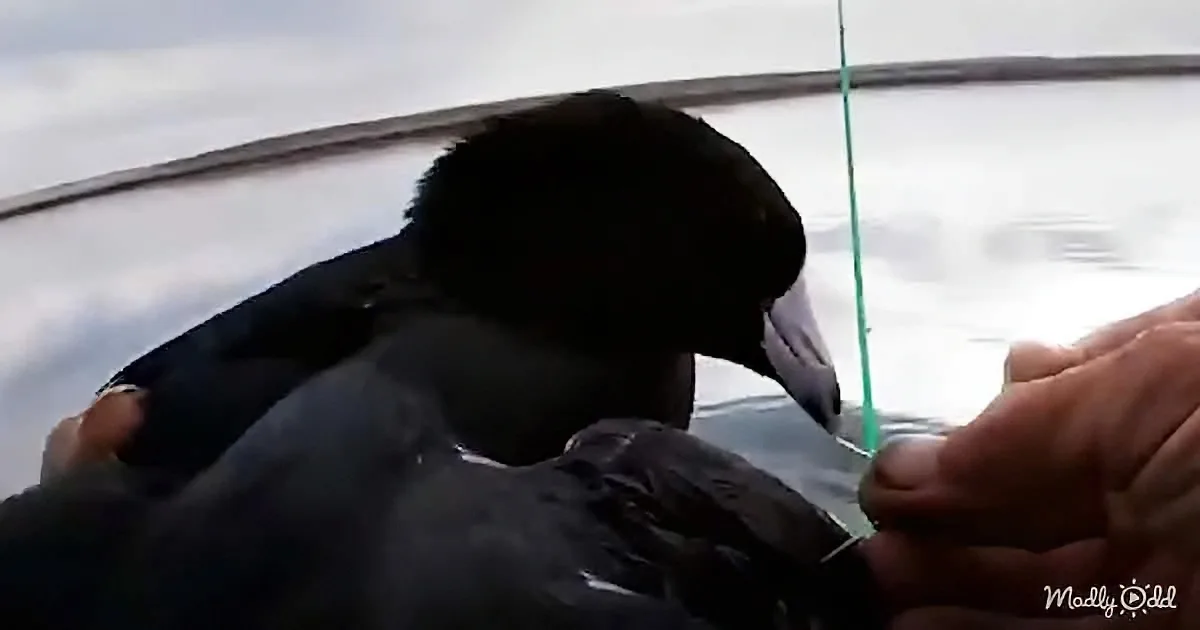 Man rescues bird