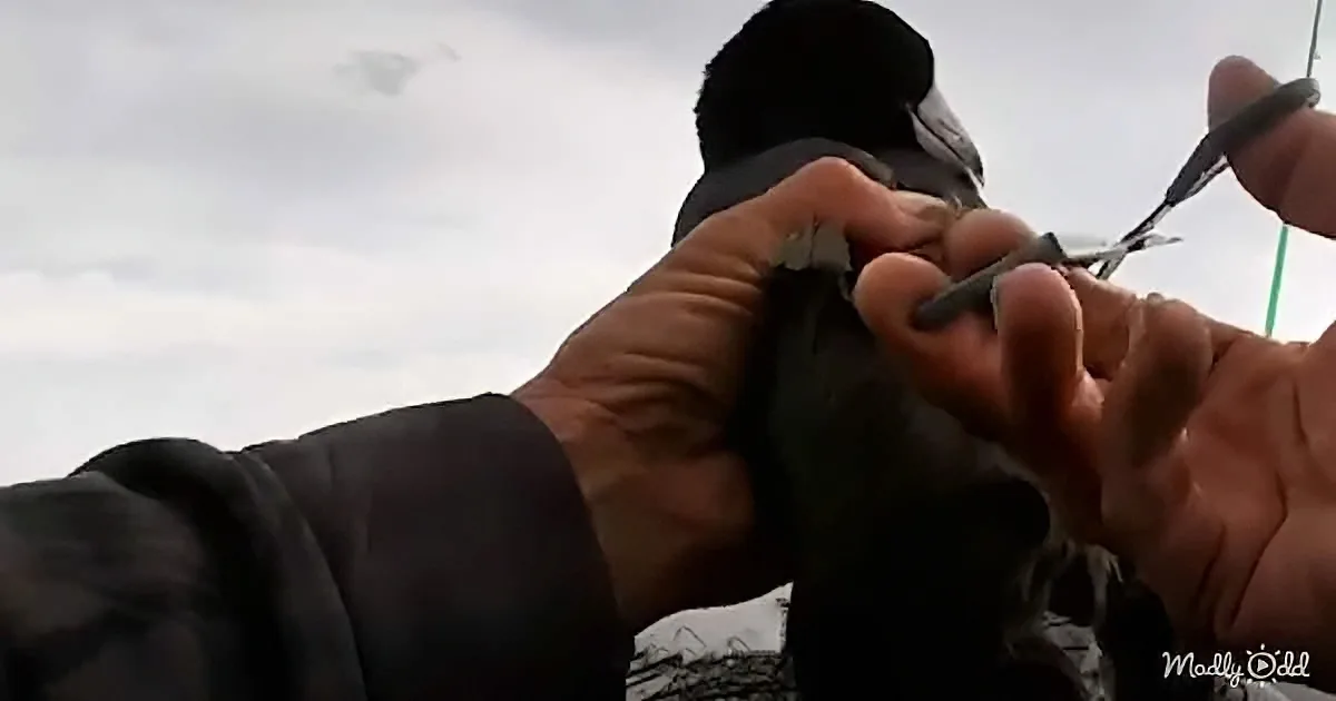 A person is carefully trimming a bird's wing feathers with scissors.