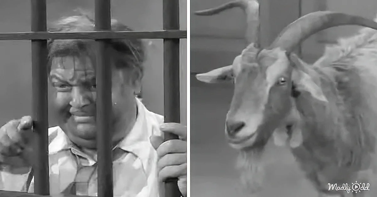 A man behind bars and a goat with long horns are shown in a split image.