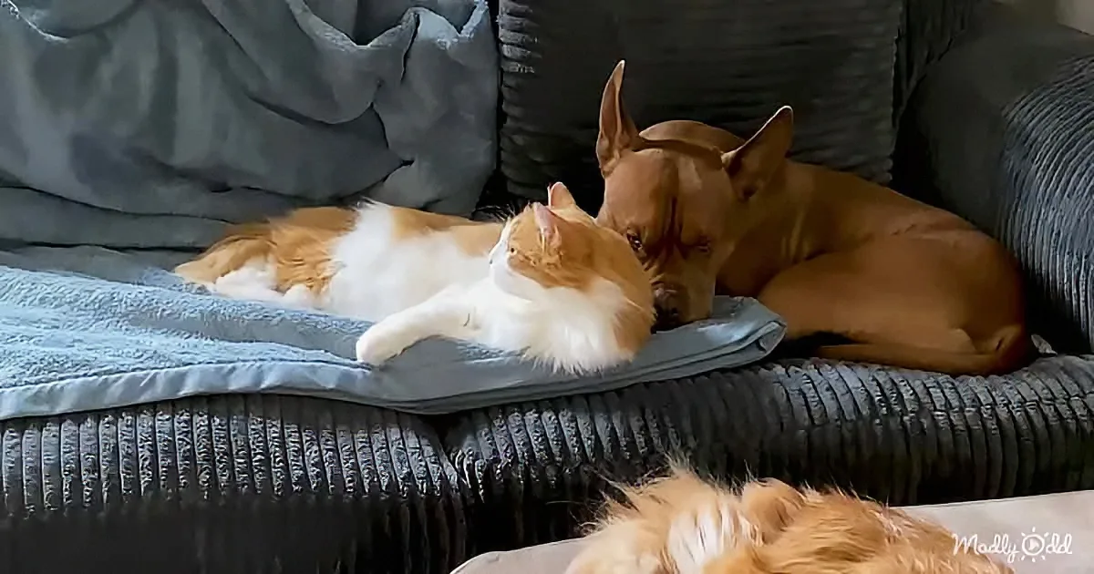 Adorable Pittie and kitten