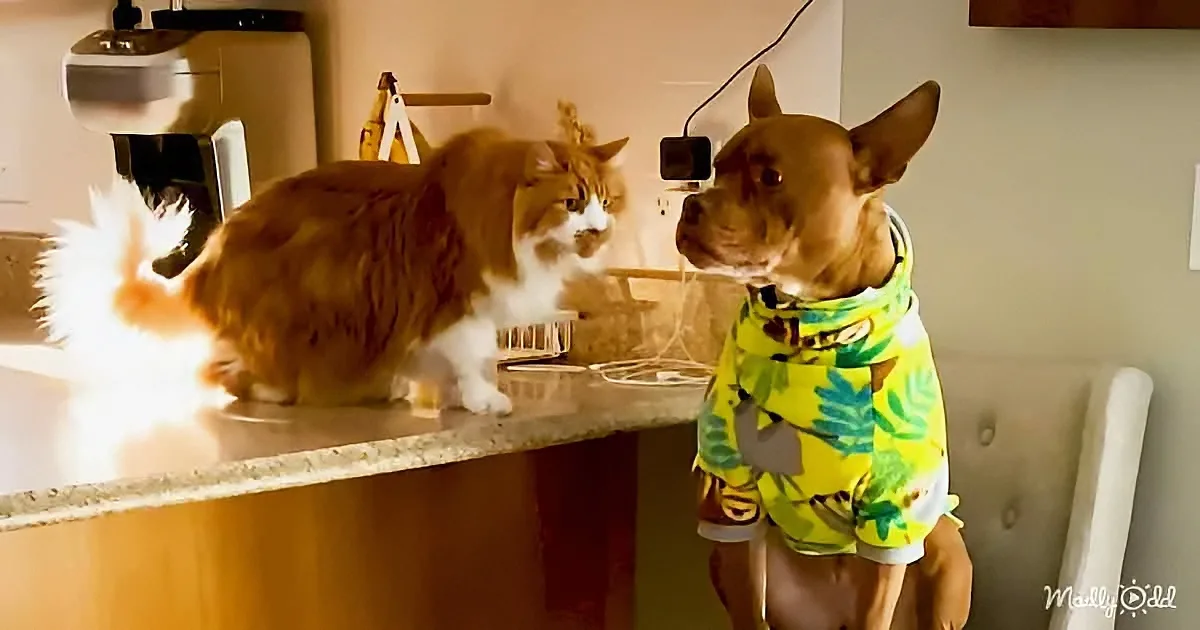 Adorable Pittie and kitten